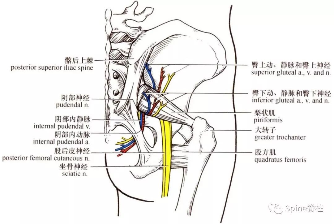 10分钟带你掌握：梨状肌综合征诊治要点！