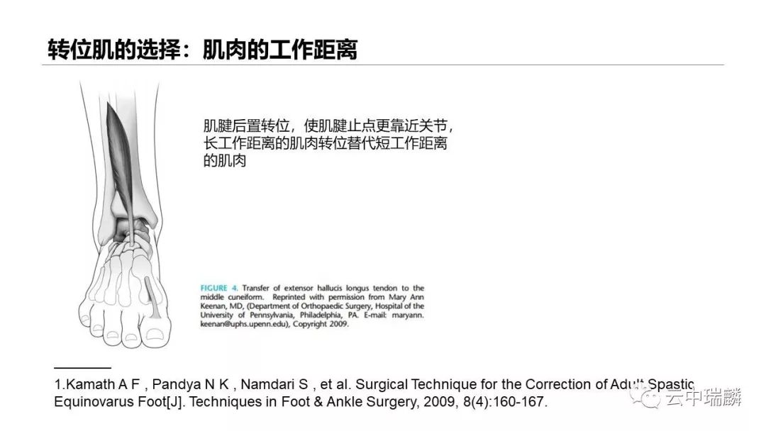 一文掌握：肌腱转位的原则及手术要点