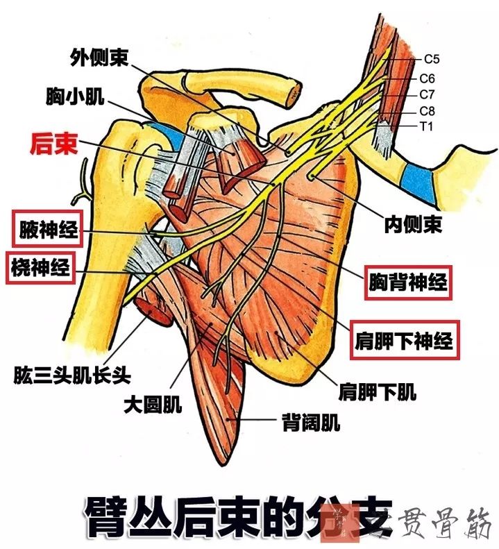 51张上臂局部解剖高清图解，推荐收藏版！