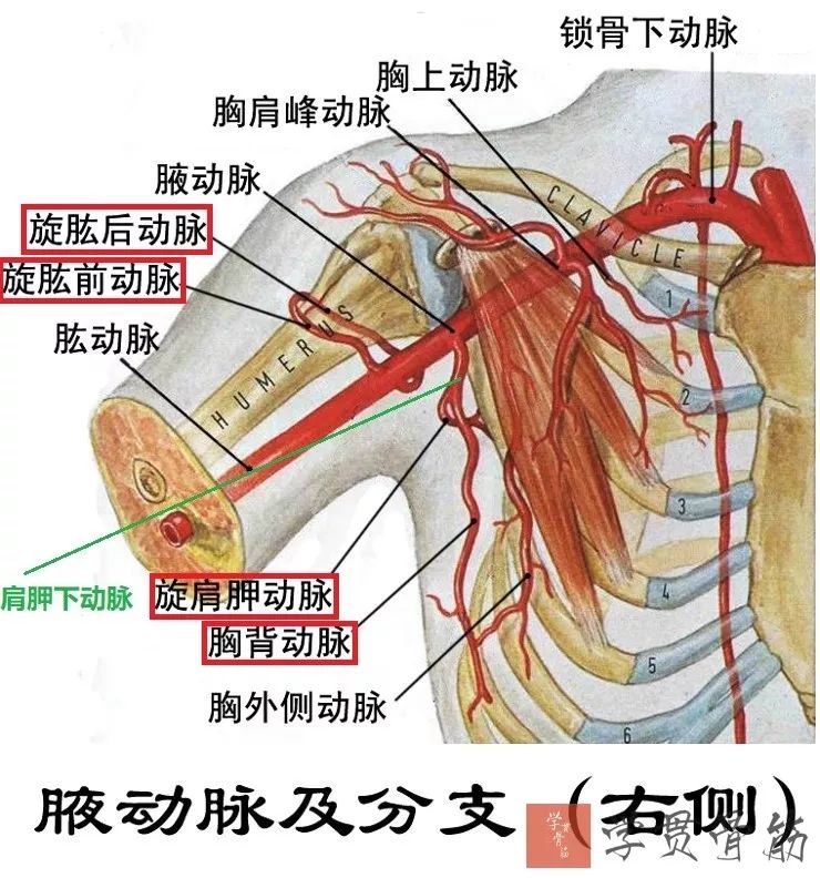 51张上臂局部解剖高清图解，推荐收藏版！