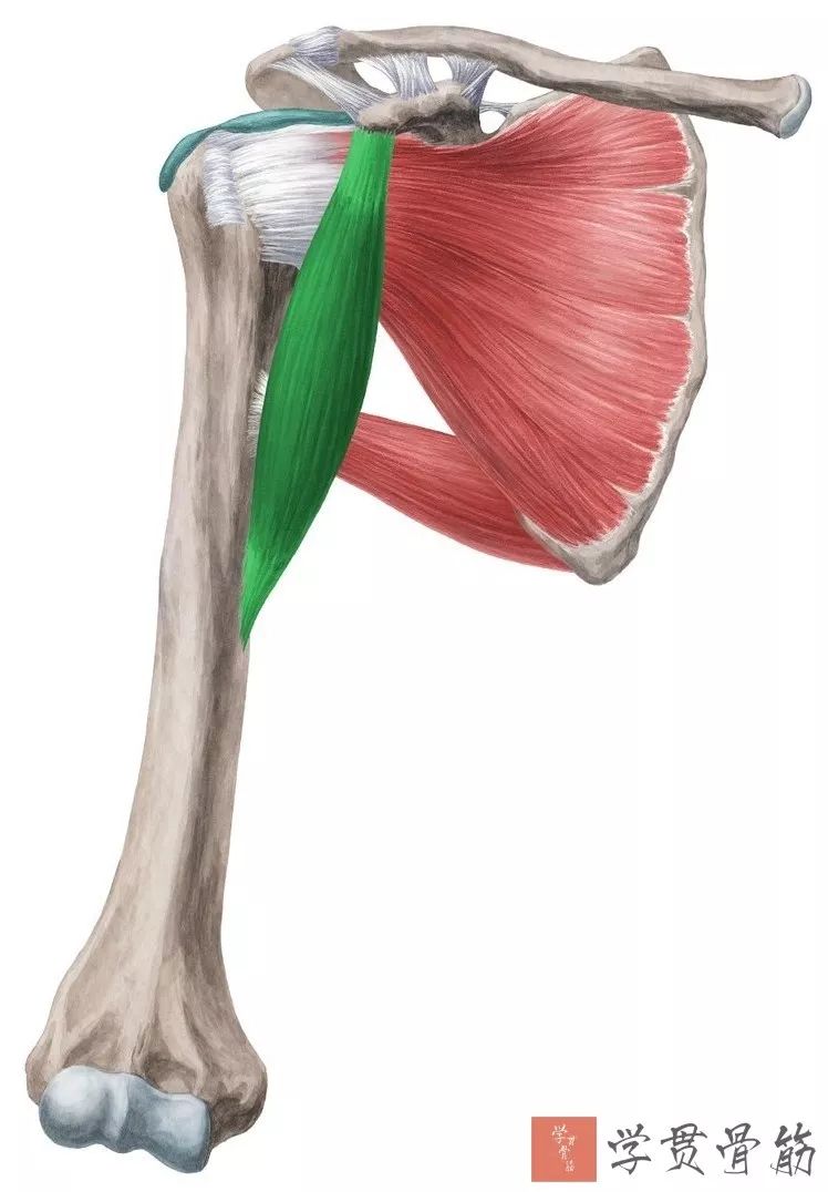 51张上臂局部解剖高清图解，推荐收藏版！