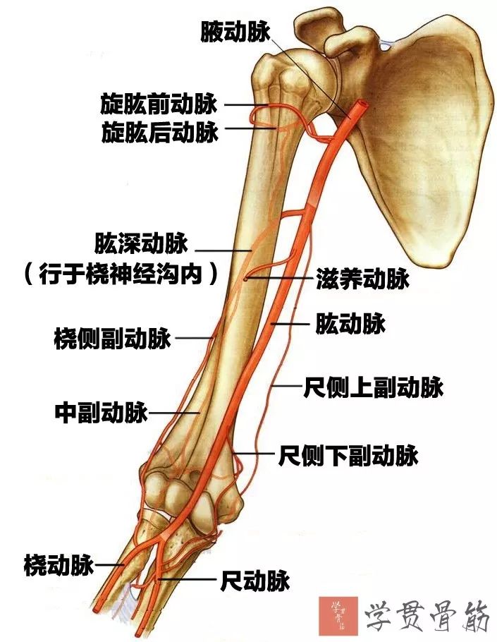 51张上臂局部解剖高清图解，推荐收藏版！
