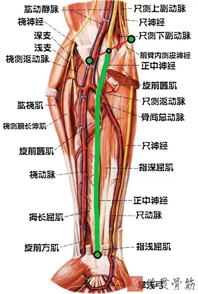 51张上臂局部解剖高清图解，推荐收藏版！