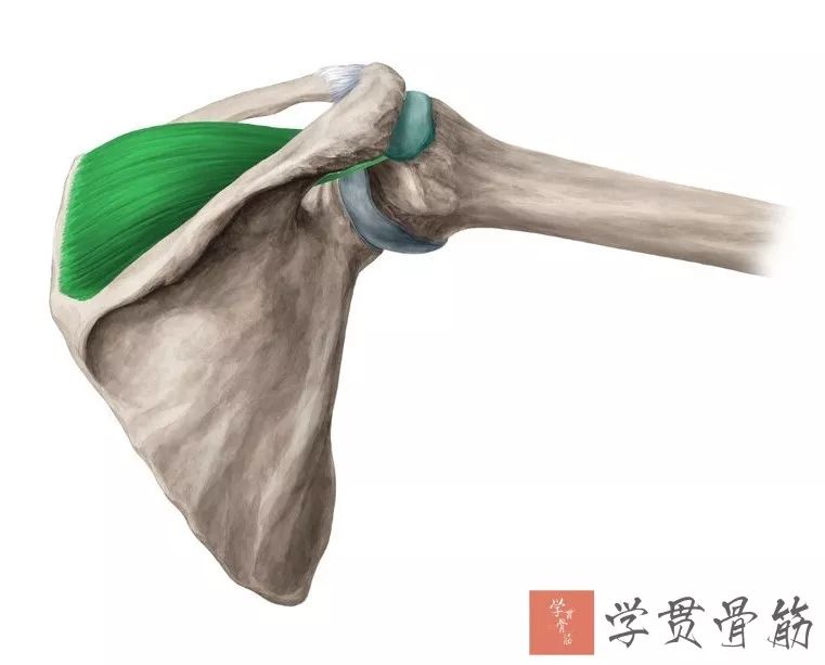 51张上臂局部解剖高清图解，推荐收藏版！