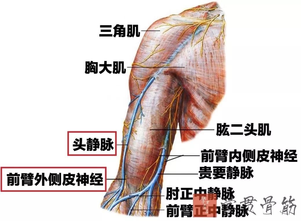 51张上臂局部解剖高清图解，推荐收藏版！