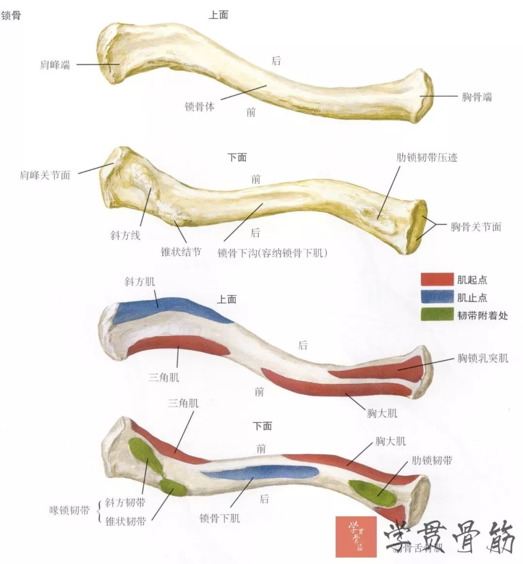 51张上臂局部解剖高清图解，推荐收藏版！