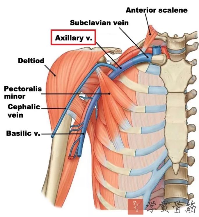 51张上臂局部解剖高清图解，推荐收藏版！