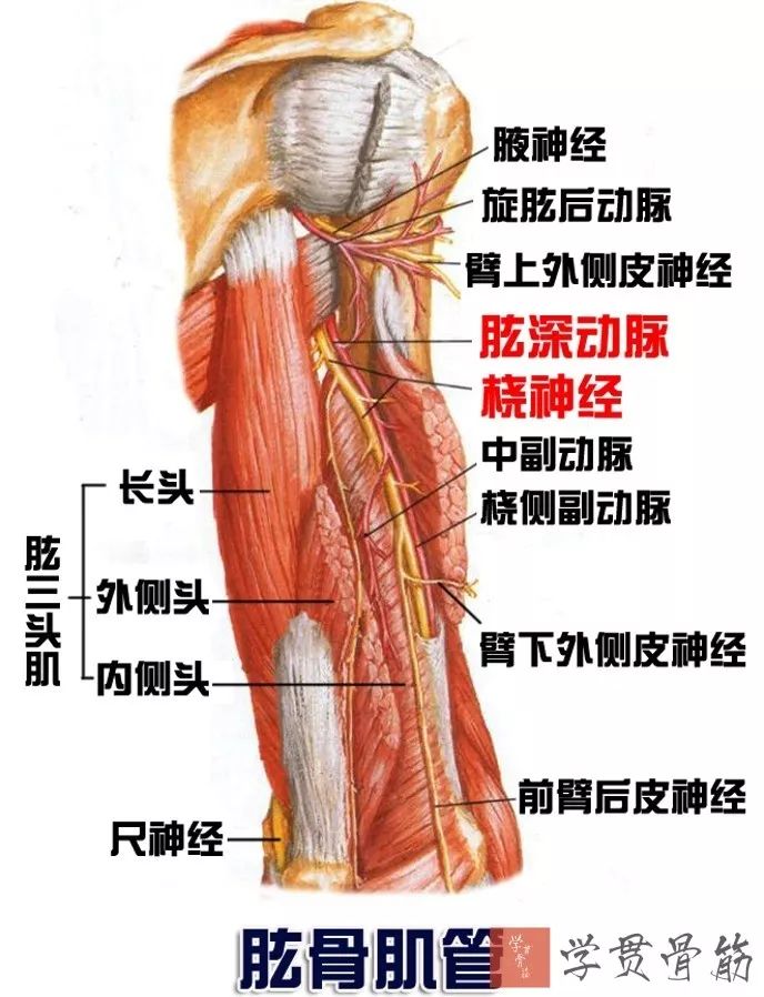 51张上臂局部解剖高清图解，推荐收藏版！