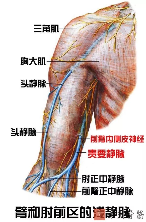 51张上臂局部解剖高清图解，推荐收藏版！