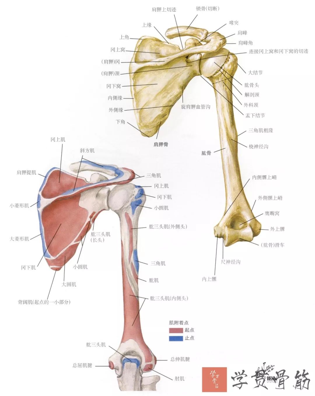 人体肩关节解剖示意图-人体解剖图,_医学图库