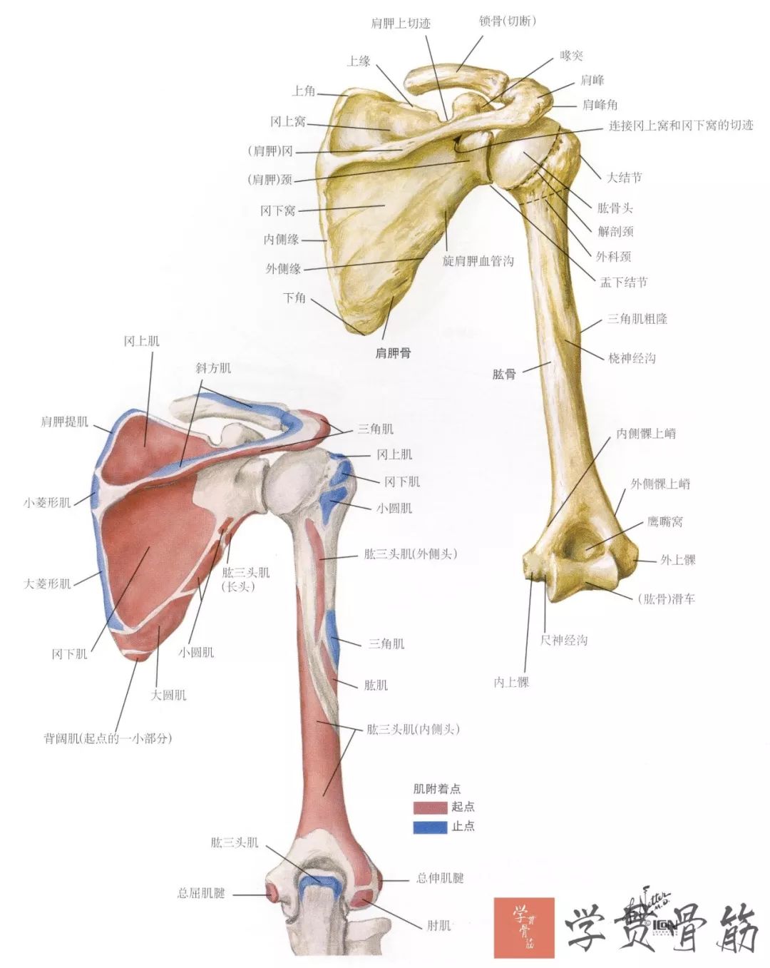 51张上臂局部解剖高清图解，推荐收藏版！
