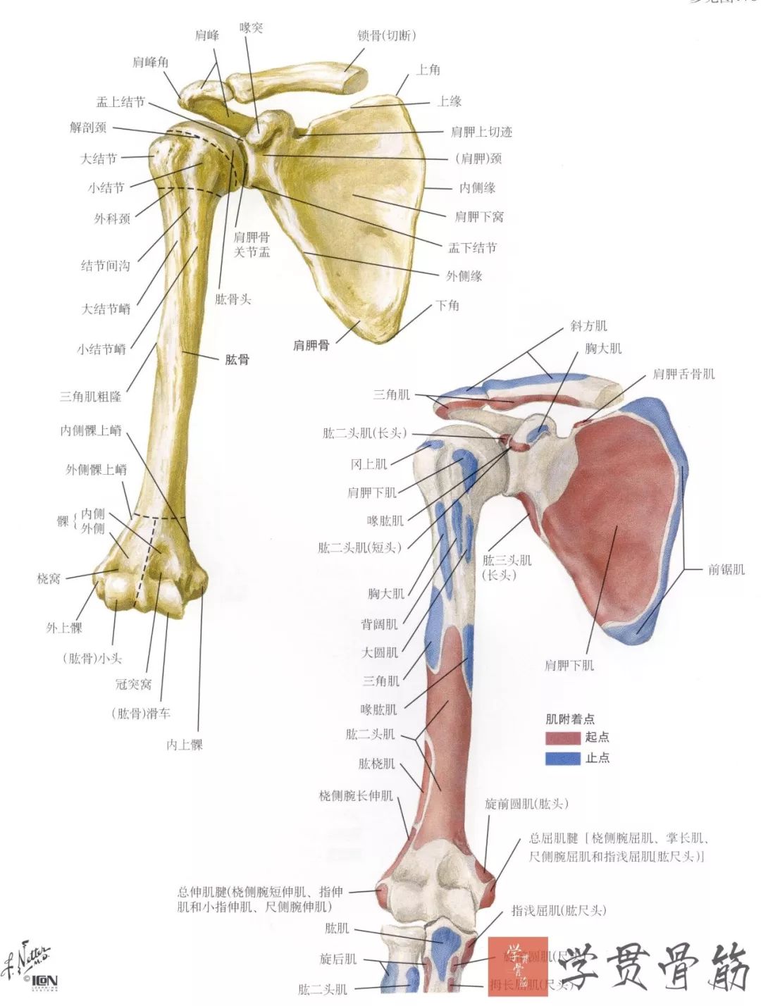 51张上臂局部解剖高清图解，推荐收藏版！