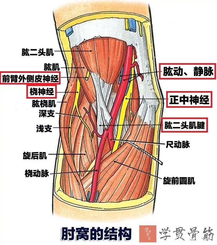 51张上臂局部解剖高清图解，推荐收藏版！