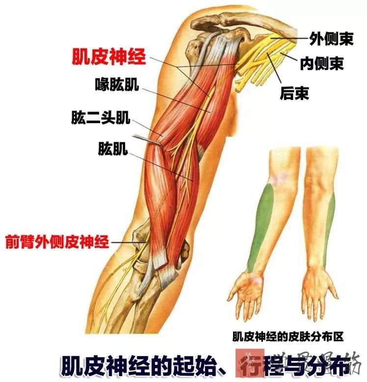 51张上臂局部解剖高清图解，推荐收藏版！