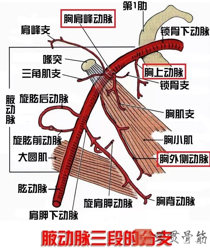 51张上臂局部解剖高清图解，推荐收藏版！