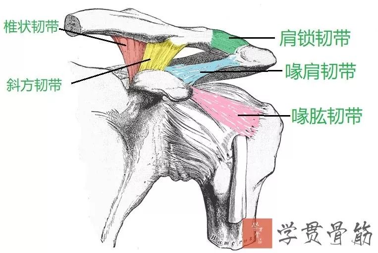 51张上臂局部解剖高清图解，推荐收藏版！