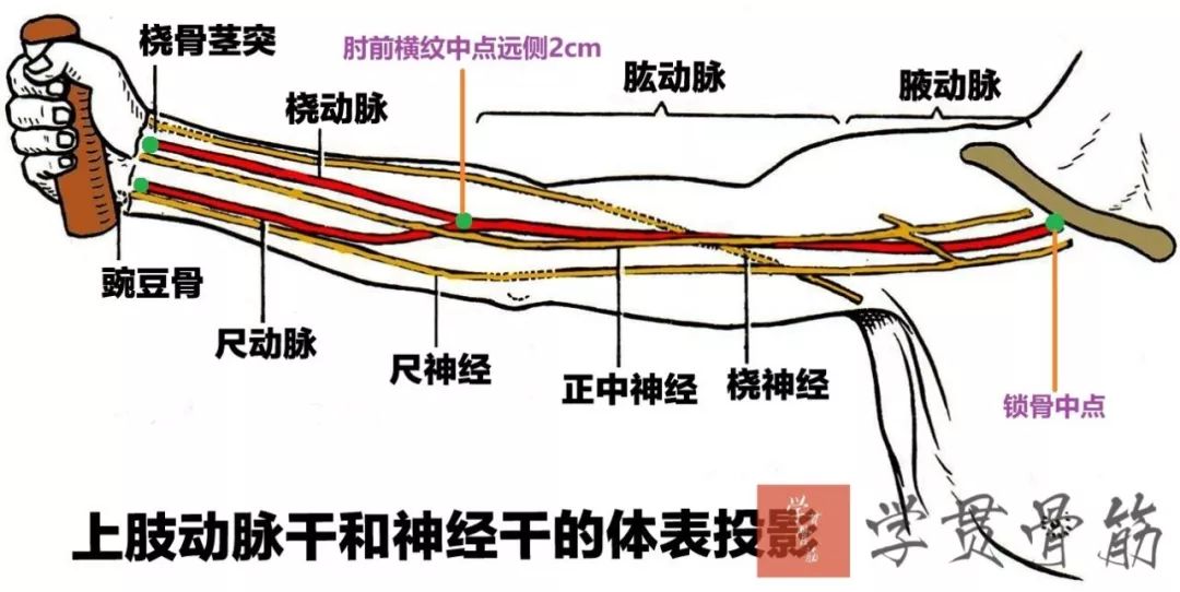 51张上臂局部解剖高清图解，推荐收藏版！