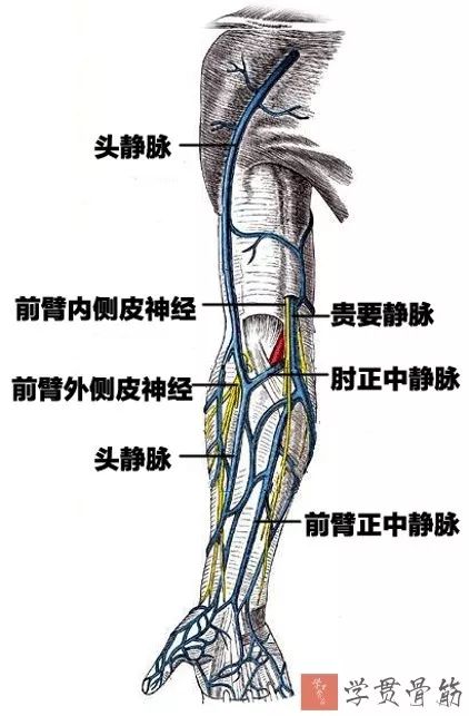 51张上臂局部解剖高清图解，推荐收藏版！