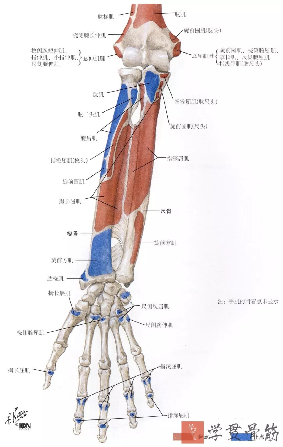 手臂绘画肌肉教案图解篇12-普画网