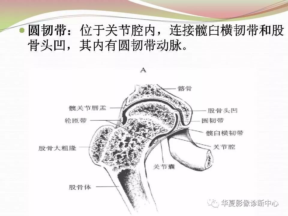 髋关节解剖学，值得收藏！