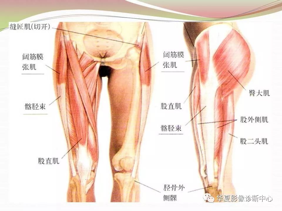 髋关节解剖学，值得收藏！