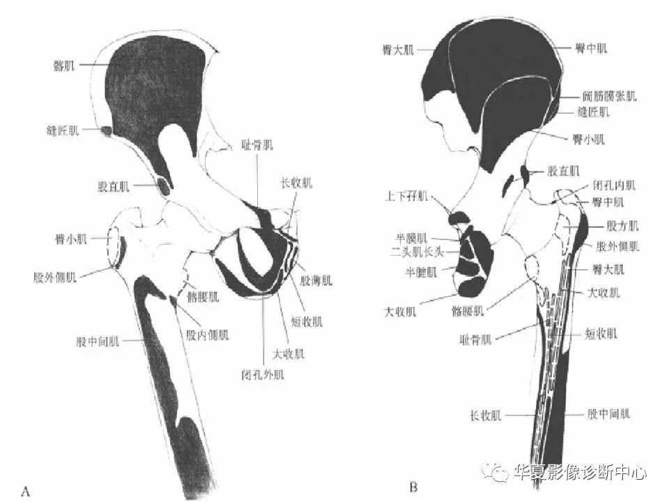 髋关节解剖学，值得收藏！