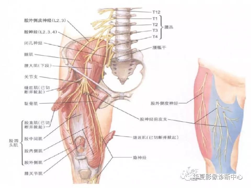 髋关节解剖学，值得收藏！