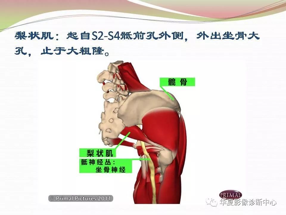 髋关节解剖学，值得收藏！