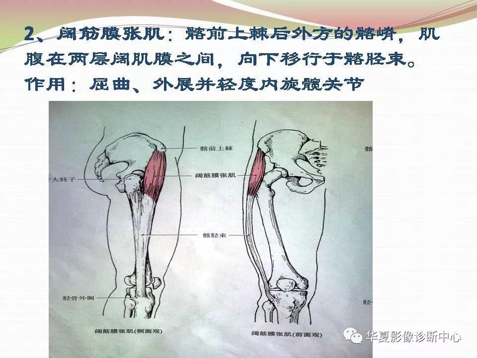 髋关节解剖学，值得收藏！