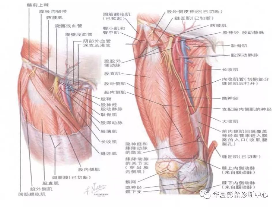 髋关节解剖学，值得收藏！