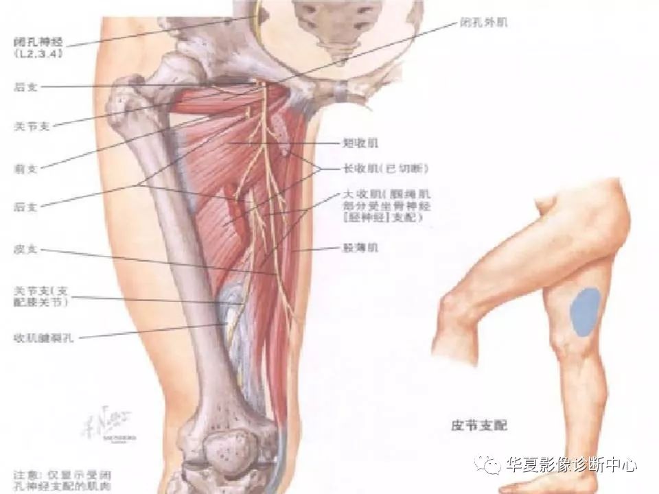 髋关节解剖学，值得收藏！