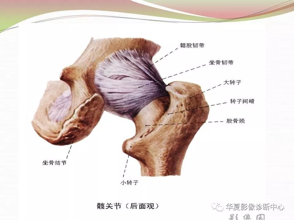 髋关节解剖学，值得收藏！