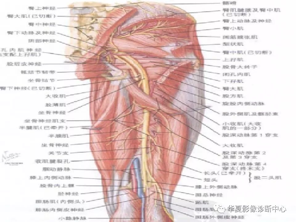 髋关节解剖学，值得收藏！