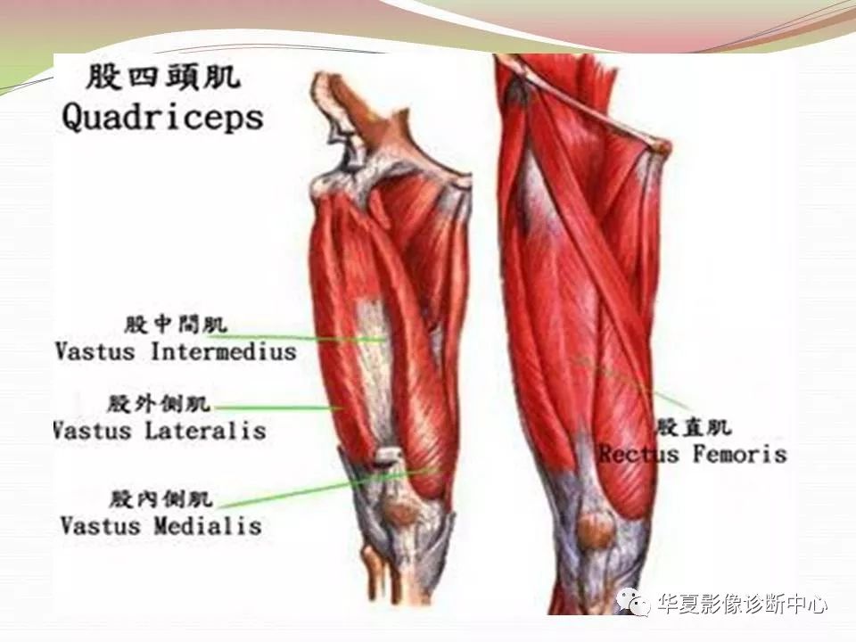 髋关节解剖学，值得收藏！