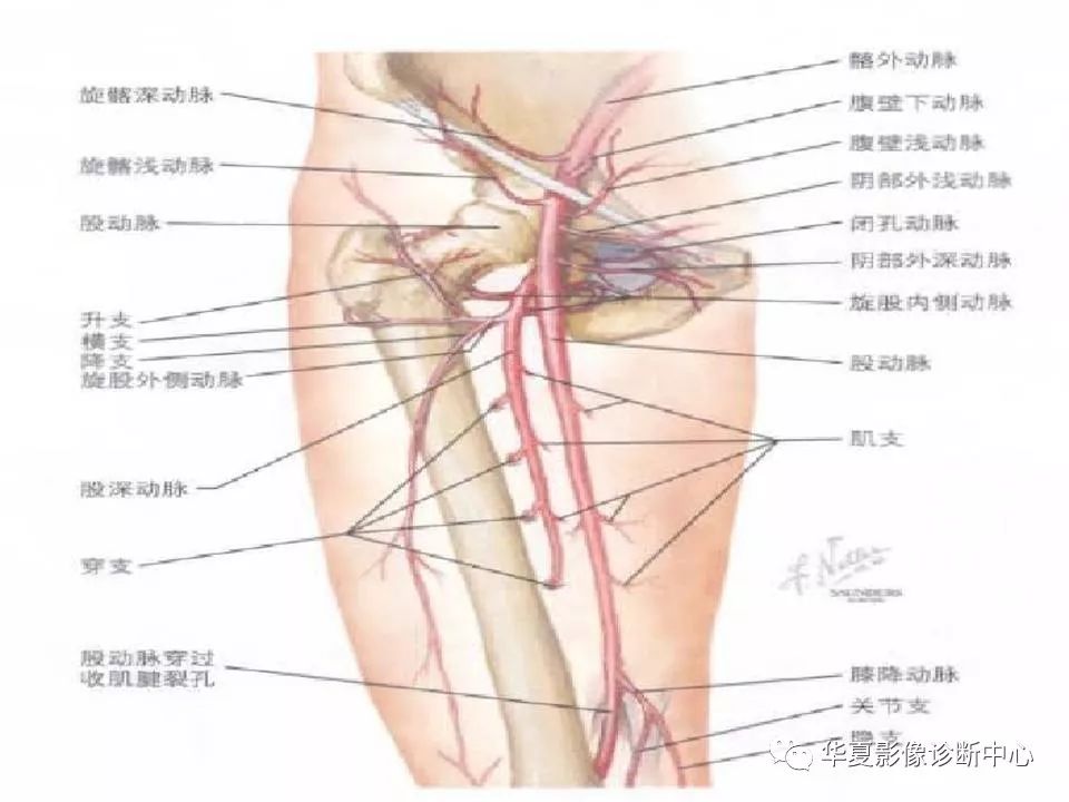 髋关节解剖学，值得收藏！