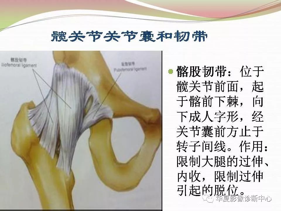 髋关节解剖学，值得收藏！