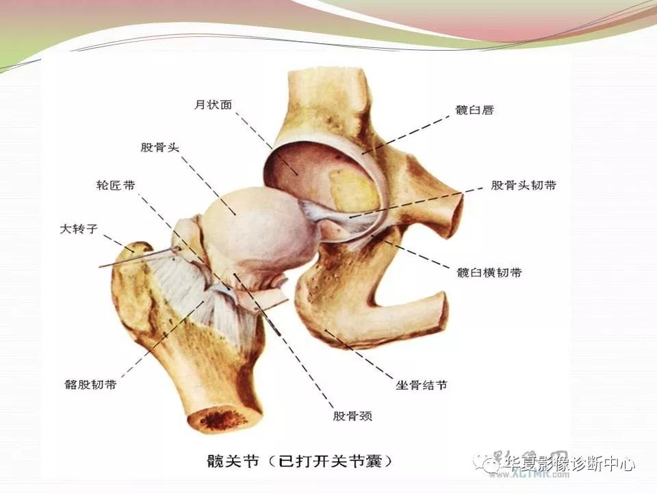 髋关节解剖学，值得收藏！