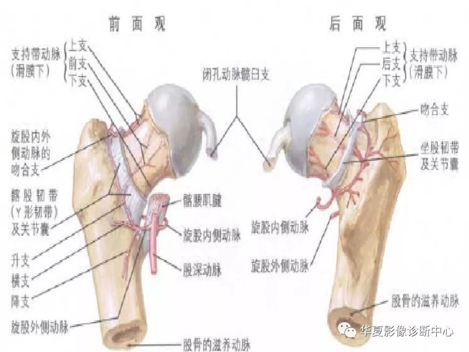 髋关节解剖学，值得收藏！