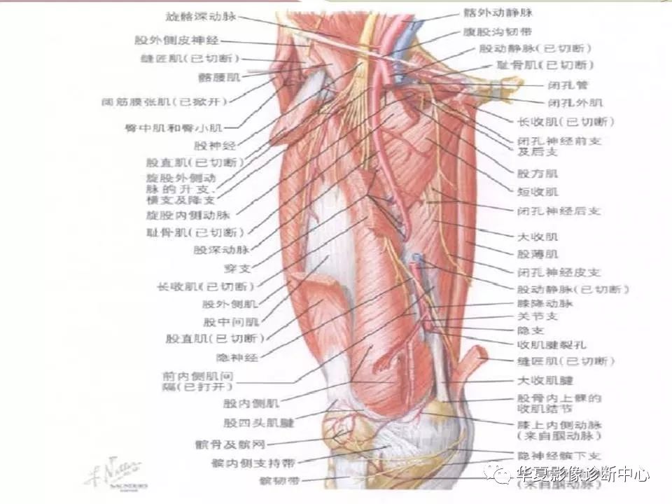 髋关节解剖学，值得收藏！
