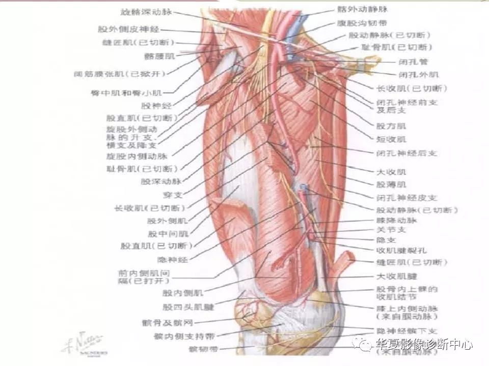 髋关节解剖学，值得收藏！