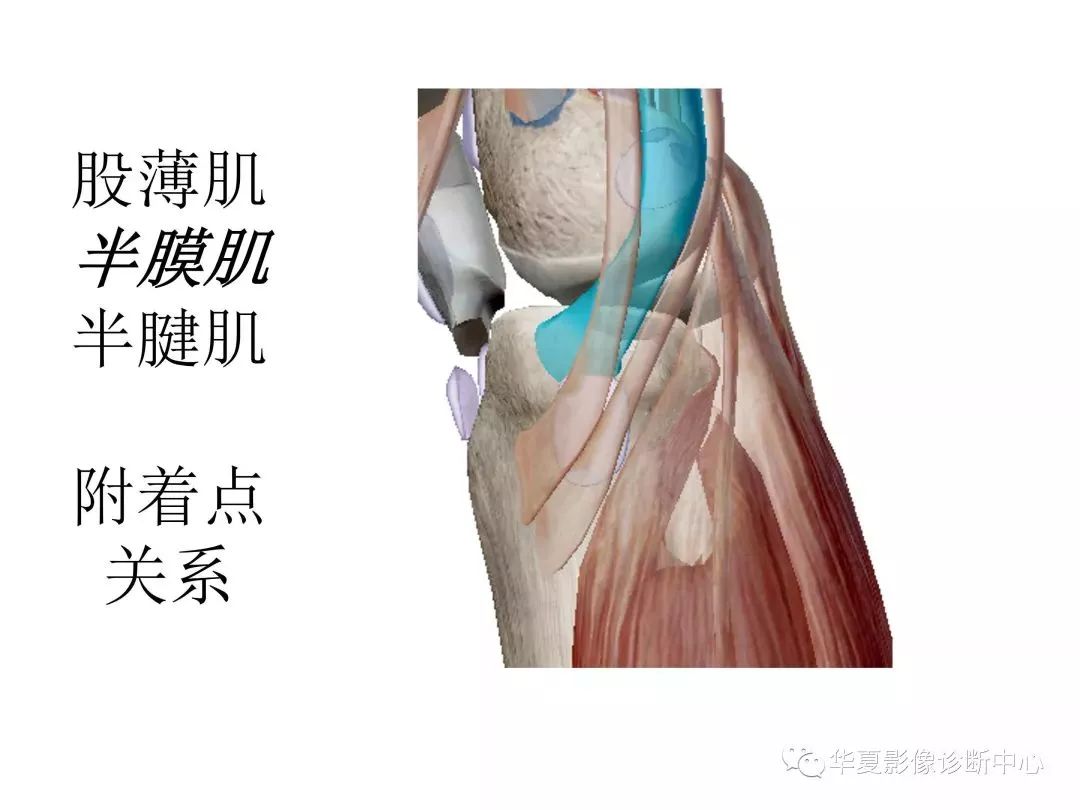 膝关节-基础医学-医学