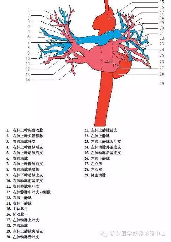 超详细的胸部血管解剖+标注，建议收藏！