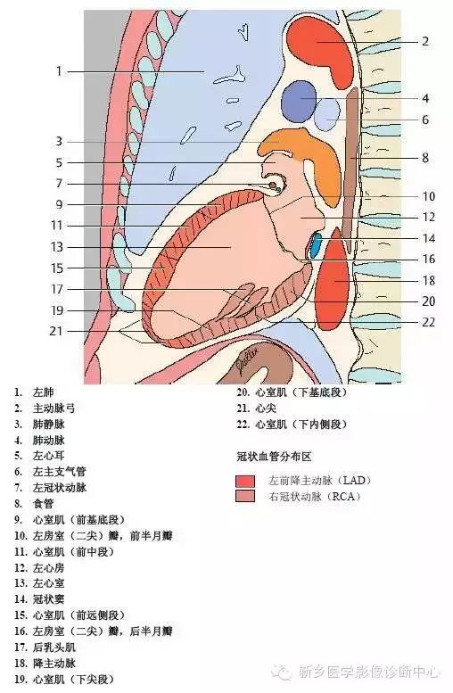 超详细的胸部血管解剖+标注，建议收藏！