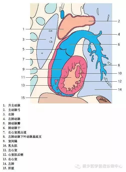 超详细的胸部血管解剖+标注，建议收藏！