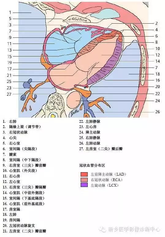 超详细的胸部血管解剖+标注，建议收藏！