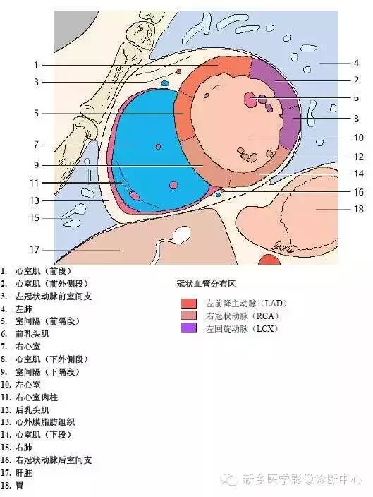 超详细的胸部血管解剖+标注，建议收藏！