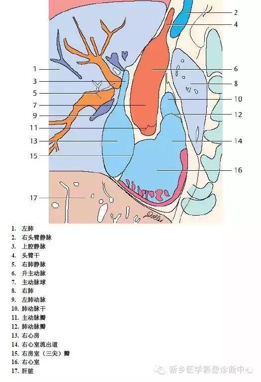 超详细的胸部血管解剖+标注，建议收藏！