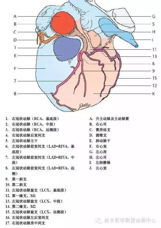 超详细的胸部血管解剖+标注，建议收藏！