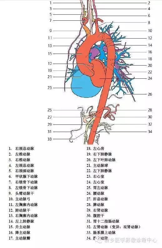 超详细的胸部血管解剖+标注，建议收藏！