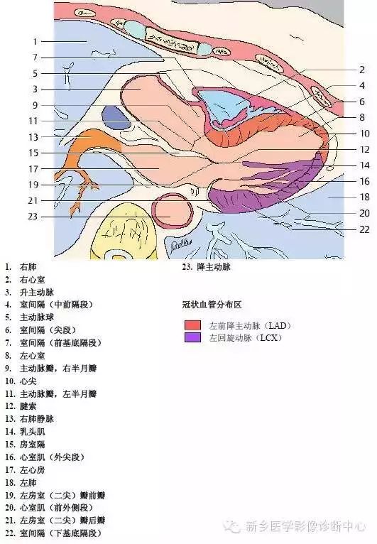 超详细的胸部血管解剖+标注，建议收藏！